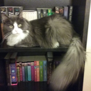 smaugthemagnificentfloof avatar