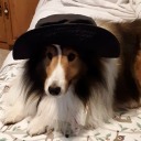 smilingsheltie avatar