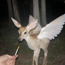 smoking-diemonds avatar