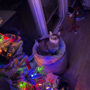 smollesbianandreadytocry avatar