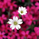 smurfslovellamas avatar