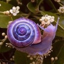 snailcerise avatar