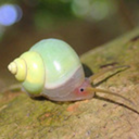 snailsarethebest avatar