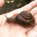 snailsfungusherbs avatar