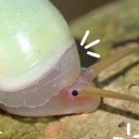 snailsrneat avatar