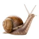 snailtowne avatar