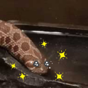 snake-drinking-gif-every-day avatar