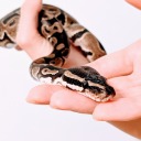 snake-named-silas avatar