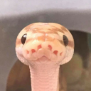 snake-offical avatar
