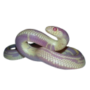 snakebitezz avatar