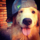 snapbackpooch avatar