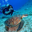 snapeingturtle avatar