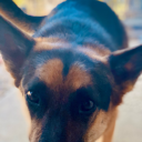 sneepty-shepherd avatar