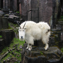 snerpthesnerr avatar