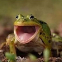 snicker-poodle avatar