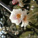 snickeringunderblankets avatar