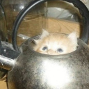 sniper-monkey779 avatar