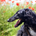 snootastic-blog1 avatar