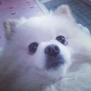 snow-jung21-blog avatar