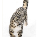 snow-leopard-season avatar