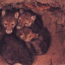 snowfallbranches avatar