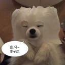 snowflakefroglet avatar