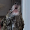 snowfollowedbynumbers avatar