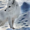 snowfox-98 avatar