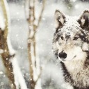 snowwolfstar avatar