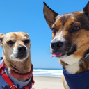 snowywhofadesinthechaos avatar