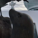 so-fish-icated avatar