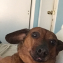 so-sorry-about-that avatar