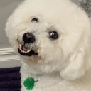 soapy-doggo avatar