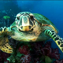 sociallyanxiousturtle avatar