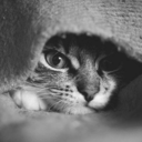 societydisgustsme avatar