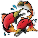 sockeye-sallmon avatar