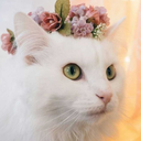 soft-hearted-stan avatar