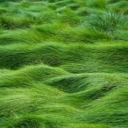 softlikegrass avatar