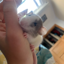 softsadsassysweet avatar