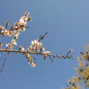 solarpunk-boy avatar