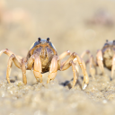 soldier-crab-2 avatar