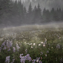 somber-sapphic avatar