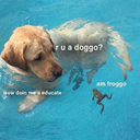 someheckingreatdogs avatar