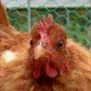 somekidcalledlucasz avatar