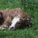 someonecalledkitty avatar