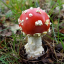 somethingnastyinthewoodshed avatar