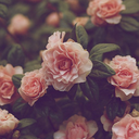 somethingpoeticdammit avatar