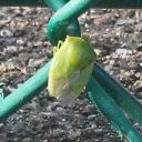 sometimes-lemons avatar