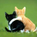 sometimesisaysillythings avatar