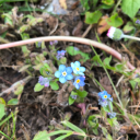 songbirds-of-halcyon avatar